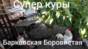 Отзыв куры Барковская Боровистая.Супер куры