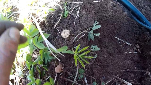 ПОИСК МОНЕТ. ЗОЛОТО и много монет смотреть онлайн