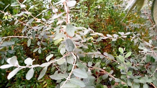 Фейхоа. Первый урожай. смотреть онлайн