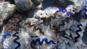 Tridacna Meaning Benefits and Spiritual Properties