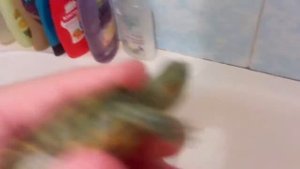 Как нужно заботиться о маленьких черепашках