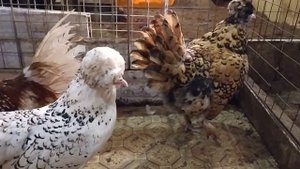 Куры ПАДУАНЫ и МИЛЬФЛЁРЫ у нас в хозяйстве. ДОРОГОЕ УДОВОЛЬСТВИЕ