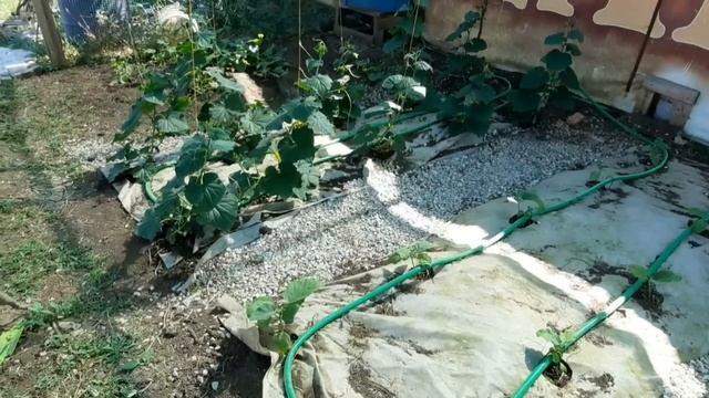 6-7 июля 2022 г. Мои гости,наше село Уварово и мои будни. смотреть онлайн