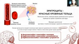 Строение эритроцита крови | БИОЛОГИЯ ОГЭ 2023