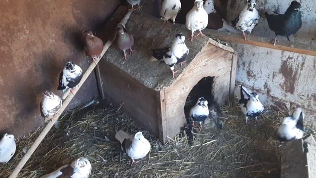 николаевские чубатые голуби. Не маточник. 19.03.2023г. смотреть онлайн