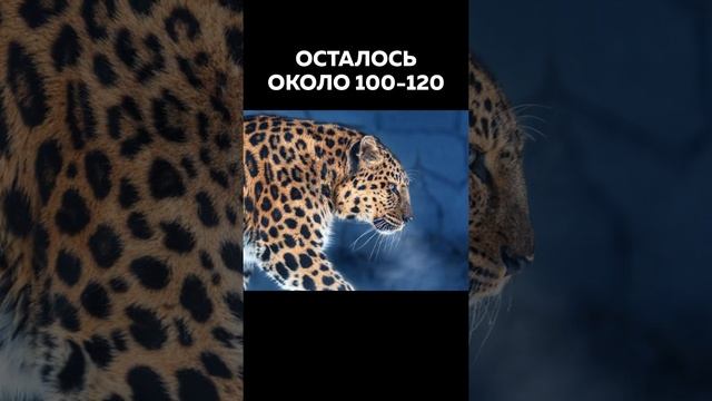 Этих Животных Осталось Очень Мало На Земле ? #Ого Вымирающие Животные России - Интересные факты