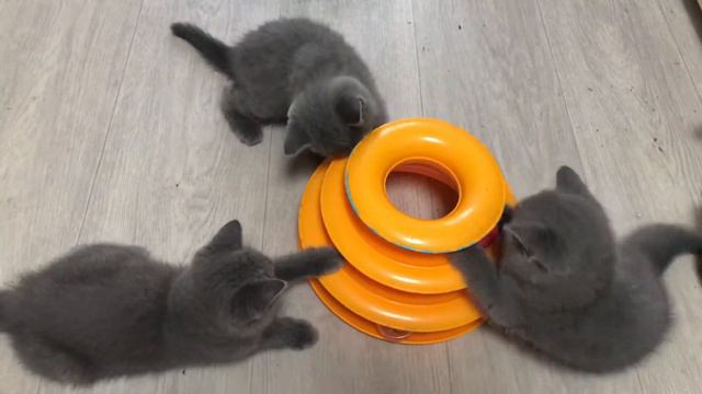 Маленькие котята