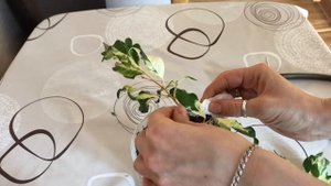 Обрезка фикуса Бенджамина Керли