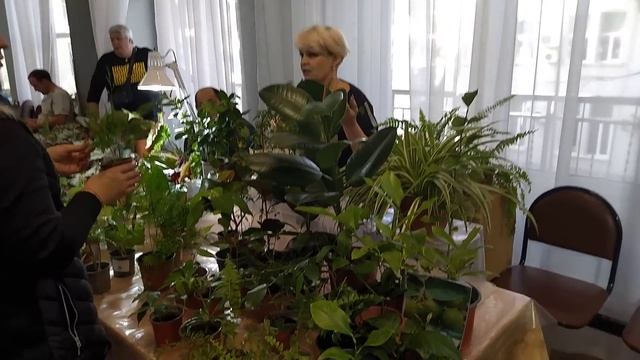 Много красивых комнатных растений на выставке цветов. смотреть онлайн