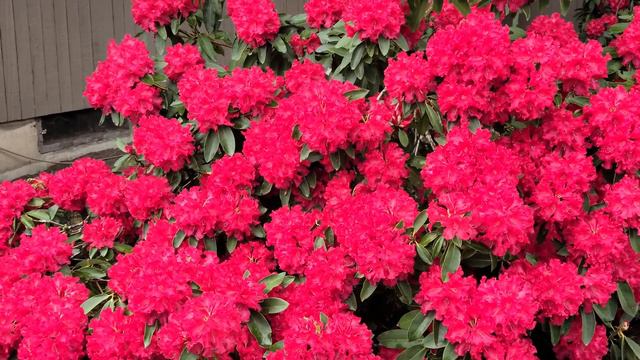 Testing The Real 8K Video||Samsung Galaxy S20 Ultra|| Beautiful Rhododendron Flowers смотреть онлайн