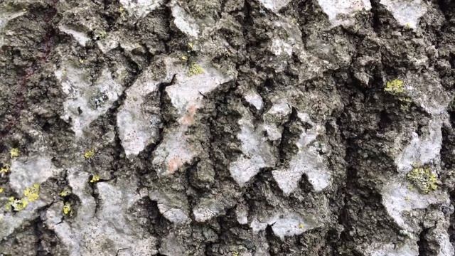 White Poplar (Populus alba) - bark close up - February 2018 смотреть онлайн