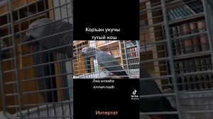 Птица, говорит формулу едино Божия. Ля Иллааха Иллах, Альхамдулилля, СубханаЛлах, Аллаху Акбар.