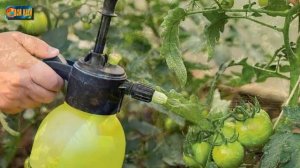 Как продлить плодоношение помидоров.