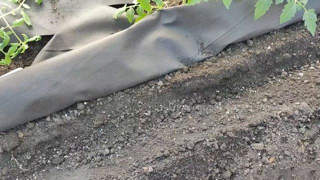 СРОЧНО ПОСЕЙТЕ ЭТО! ВЫ ЕЩЕ УСПЕЕТЕ! Что сеять в конце Апреля, начале Мая? ТОП САМЫХ ГЛАВНЫХ КУЛЬТУР смотреть онлайн