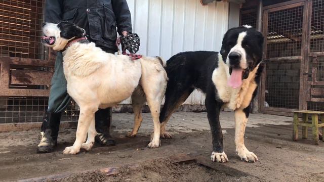 Ванда(Матурхана дочь)*Черный Барон/Сатар Берег. Инбридин на Ярса, Бульдозера. РКФ. +79157787787 смотреть онлайн