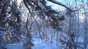 Как построить ДОМИК на Дереве за 1 ГОД