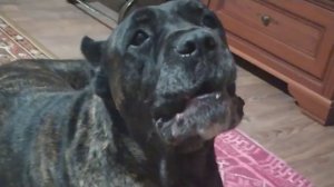 Кане Корсо (Cane Corso) поёт песни