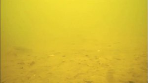 Рак под водой, подводная съёмка. 2021