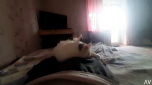 ЛАЙФХАК. КАК БЫСТРО ИЗБАВИТЬСЯ ОТ КОШКИ