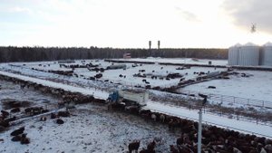 Самые крупные откормплощадки КРС в Казахстане