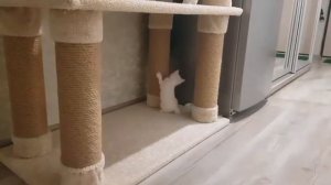 Лучшая когтеточка для котов! Когтеточка своими руками! ✊?