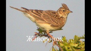 Степной жаворонок Джурбай (steppe bird) 3