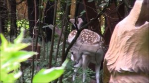 Прогулка в Дом Лани / Зеленоград