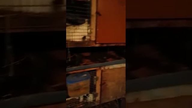 ЛПХ Немецкий Пёстрый Великан смотреть онлайн