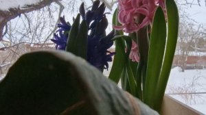 Мое утро! 14 Февраля! Цветы для настроения! Гиацинты