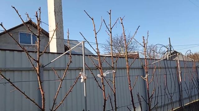 Весенняя обрезка ремонтантной ежевики Чёрная магия и годовалых кустов других сортов ежевики