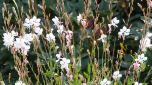 Prachtkerze (Gaura lindheimeri)