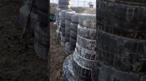 Сваи тисэ в несъемной опалубке из покрышек.