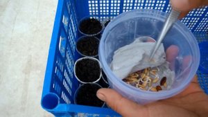 Выращивание арбузов и дынь / Высаживаем арбузы и дыни на рассаду сроки высадки бахчевых на рассаду