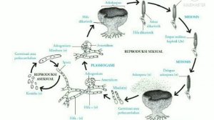 PROTISTA DAN FUNGI || Siklus Hidup Jamur Ascomycota Dan Basidiomycota