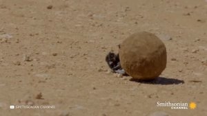 Самое Большое Насекомое в Истории