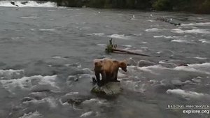 Медвежата маму ждут-она рыбу ловит#Katmai National Park, Alaska 2023