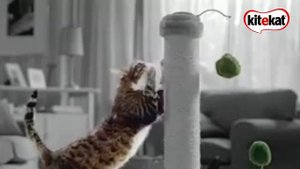 [ИТВ] Возобновление вещания (Kitekat TV, 06.06.2022)