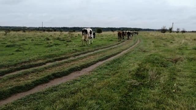 ОСЕННЯЯ ОБРАБОТКА ЖИВОТНЫХ,ЛЕЧЕНИЕ МАСТИТА,ЗАРАБОТОК ЗА АВГУСТ НА МОЛОКЕ,ОШИБКИ В НАШЕМ ХОЗЯЙСТВЕ! смотреть онлайн