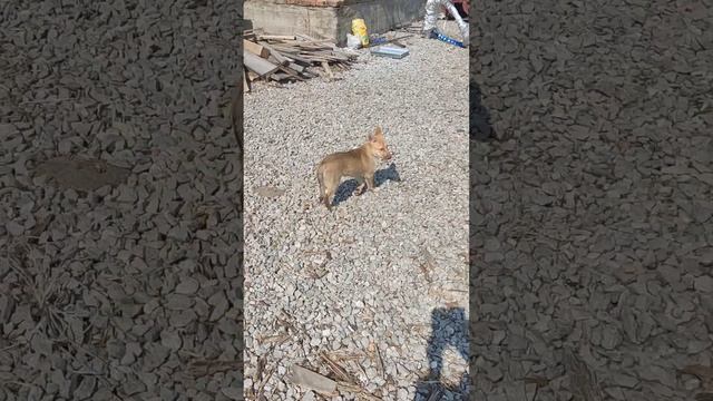 Пилим горбыль на дрова? смотреть онлайн