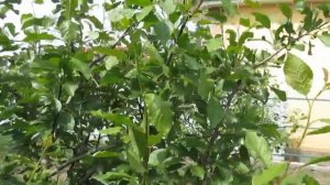 Когда начинать летнюю обрезку плодовых.