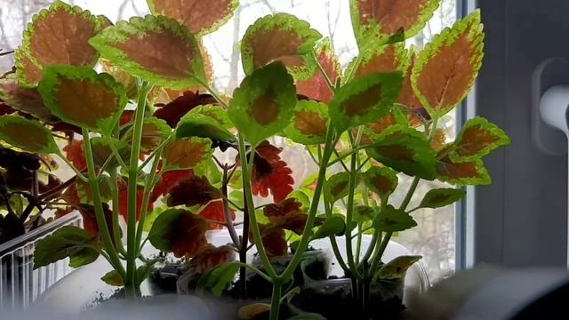 Стеллаж из ЛЕРУА МЕРЛЕН для рассады . смотреть онлайн