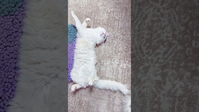 Смешной кот спит