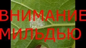 ВНИМАНИЕ МИЛЬДЬЮ.mp4