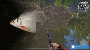 Русская рыбалка 4 - Фарм серебра | р. Вьюнок Густера |- рр4 вьюнок густера троф