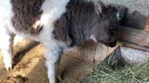 Таза Абердин Ангус