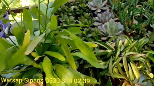 Satışa Eklenen Kaktüs Sukulentler/İndirimli Türleri Kaçırmayın смотреть онлайн