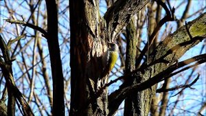 СЕДОЙ ДЯТЕЛ   ПЕСЕНКА САМЦА И БАРАБАННАЯ ТРЕЛЬ