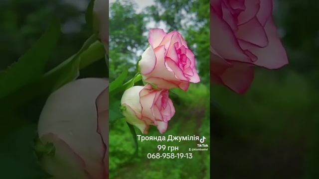 Троянда Джумілія. Ціна 99 грн. Сайт Клумба Етіель. саджанці, рози, троянди 068-958-19-13