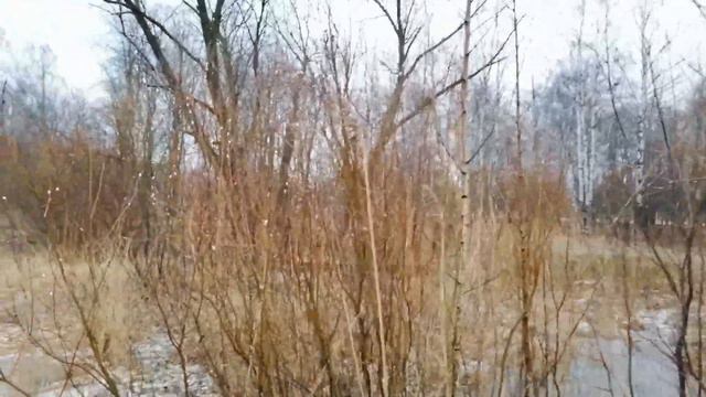 Санкт-Петербург. Южно-Приморский парк. Дудергофский канал. Почки в январе. 26.01.2020.