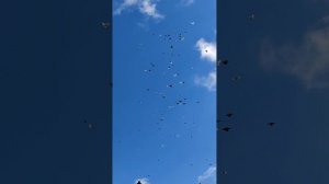 николаевские Голуби Ростовская область